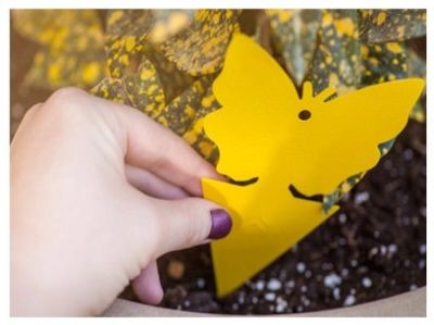 Sticky_Fruit_Fly_Gallery_Img1-min