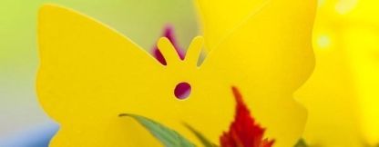 Sticky_Fruit_Fly_Gallery_Img2-min