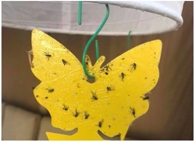 Sticky_Fruit_Fly_Gallery_Img3-min