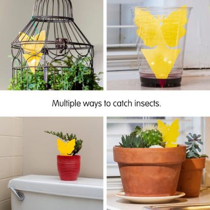 Sticky_Fruit_Fly_Gallery_Img5-min