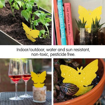 Sticky_Fruit_Fly_Gallery_Img6-min