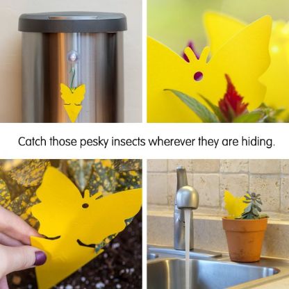 Sticky_Fruit_Fly_Gallery_Img7-min