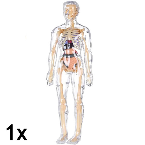 1x 3D výukový model anatomie lidského těla | FLESHTOPIA