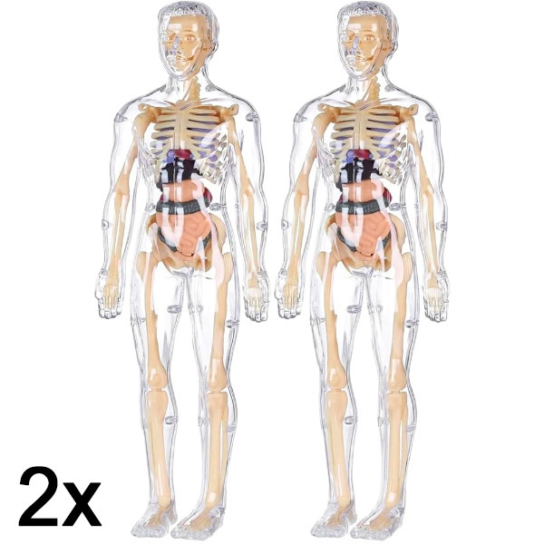2x 3D výukový model anatomie lidského těla | FLESHTOPIA