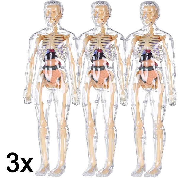 3x 3D výukový model anatomie lidského těla | FLESHTOPIA